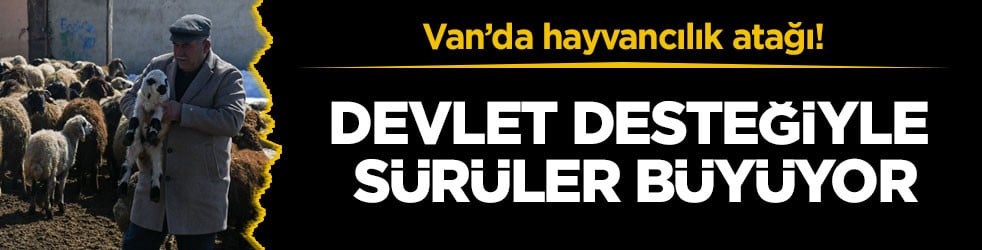 Van’da hayvancılık atağı! Devlet desteğiyle sürüler büyüyor