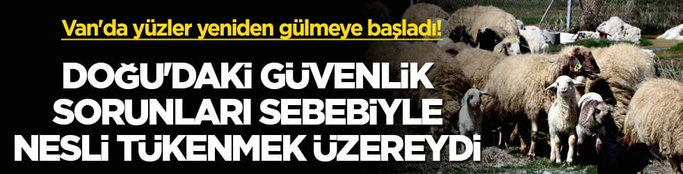 Van'da yüzler yeniden gülmeye başladı! Doğu'daki güvenlik sorunları sebebiyle nesli tükenmek üzereydi