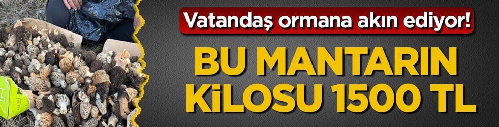 Vatandaş ormana akın ediyor! Bu mantarın kilosu 1500 TL