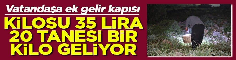 Vatandaşa ek gelir kapısı Kilosu 35 lira 20 tanesi bir kilo geliyor