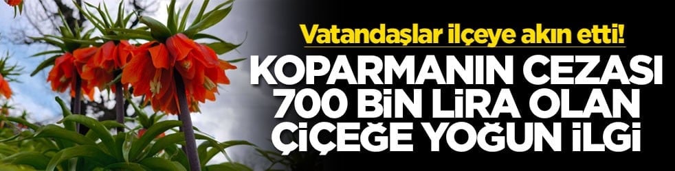 Vatandaşlar ilçeye akın etti! Koparmanın cezası 700 bin lira olan çiçeğe yoğun ilgi