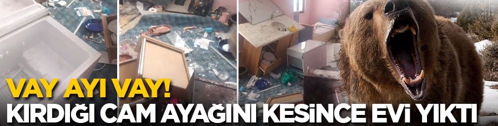 Vay ayı vay! Kırdığı cam ayağını kesince evi yıktı