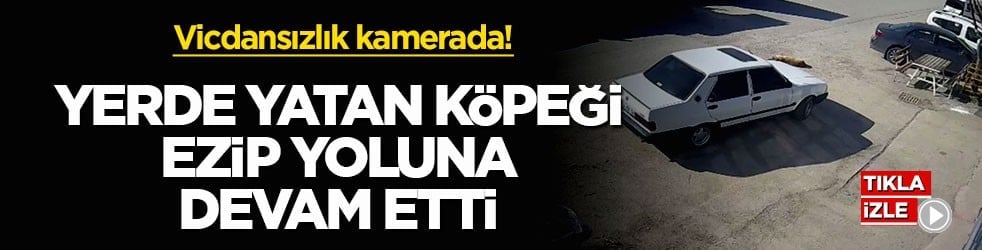 Vicdansızlık kamerada! Yerde yatan köpeği ezip yoluna devam etti
