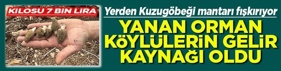 Yanan orman köylülerin gelir kaynağı oldu