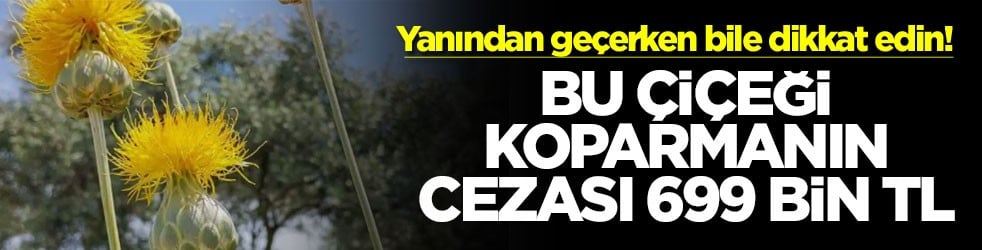 Yanından geçerken bile dikkat edin! Bu çiçeği koparmanın cezası 699 bin TL