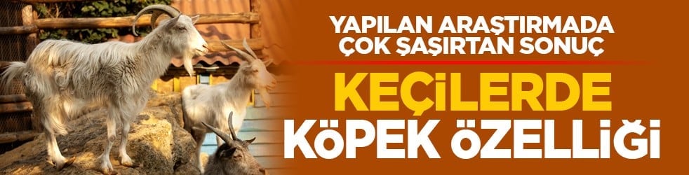 Yapılan araştırmada çok şaşırtan sonuç: Keçilerde köpek özelliği
