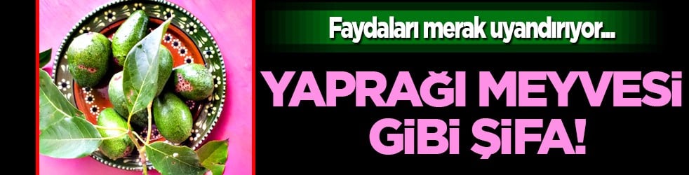 Yaprağı meyvesi gibi şifa! İşte o muhteşem meyve