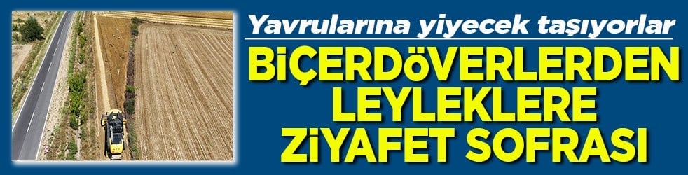 Yavrularına yiyecek taşıyorlar Biçerdöverlerden leyleklere ziyafet sofrası