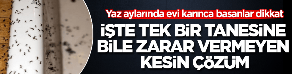 Yaz aylarında evi karınca basanlar dikkat: İşte tek bir tanesine bile zarar vermeyen kesin çözüm