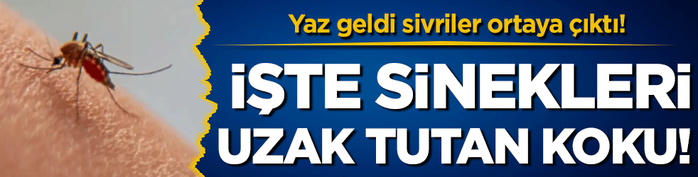 Yaz geldi sivriler ortaya çıktı: İşte sinekleri uzak tutan koku!