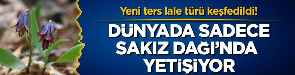 Yeni ters lale türü keşfedildi! Dünyada sadece Sakız Dağı’nda yetişiyor