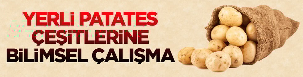 Yerli patates çeşitlerine bilimsel çalışma