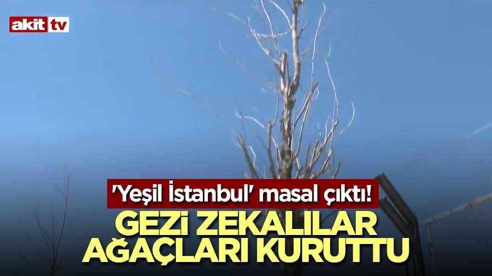 'Yeşil İstanbul' masal çıktı! Gezi zekalılar ağaçları kuruttu