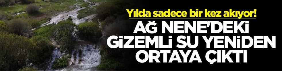 Yılda sadece bir kez akıyor! Ağ Nene'deki gizemli su yeniden ortaya çıktı
