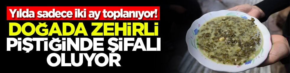 Yılda sadece iki ay toplanıyor! Doğada zehirli, piştiğinde şifalı oluyor