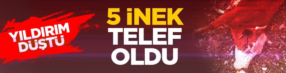 Yıldırım düştü: 5 inek telef oldu