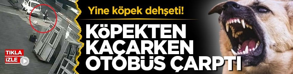 Yine köpek dehşeti! Köpekten kaçarken otobüs çarptı