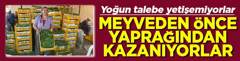 Yoğun talebe yetişemiyorlar Meyveden önce yaprağından kazanıyorlar