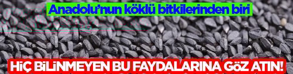 Yok yok faydalarında... Yüzyıllardır kullanılıyor: Anadolu’nun şifalı tohumu