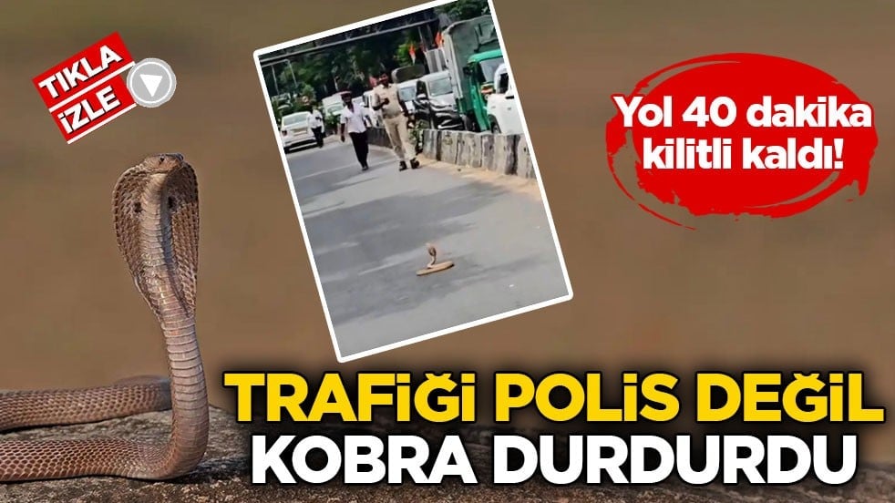 Yol 40 dakika kilitli kaldı! Trafiği polis değil kobra durdurdu