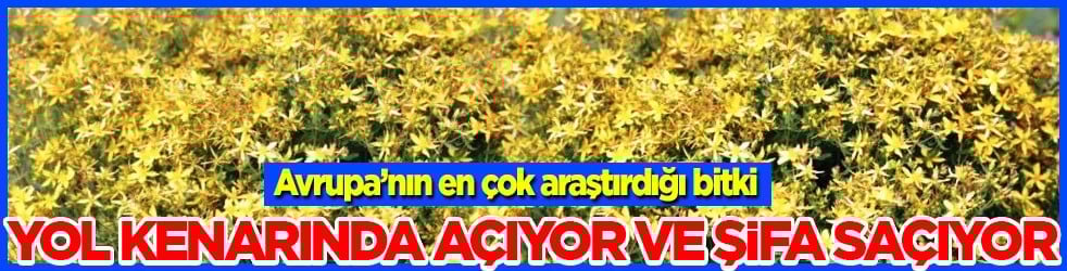 Yol kenarında açıyor ve şifa saçıyor! Avrupa’nın en çok araştırdığı bitki oldu...