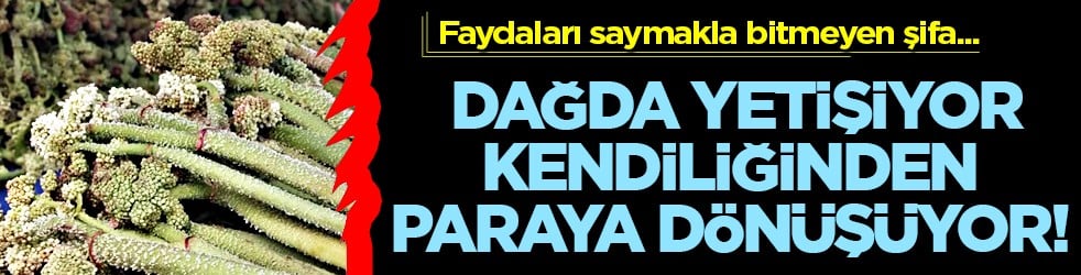 Yüksek rakımlı dağlarda yetişiyor, kendiliğinden paraya dönüşüyor! O ilimizde 'yayla muzu' mesaisi