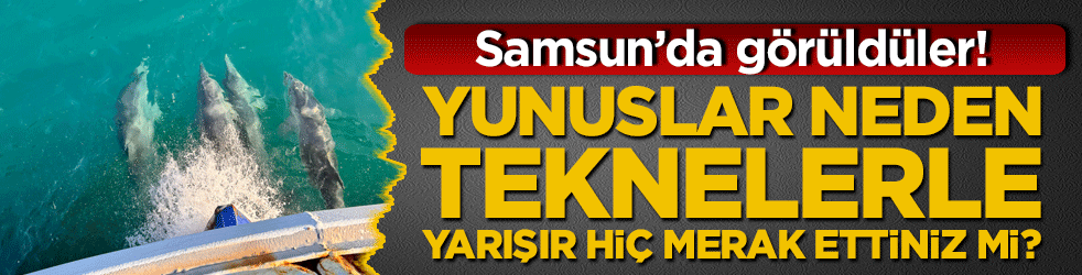 Yunuslar neden teknelerle yarışır hiç merak ettiniz mi?