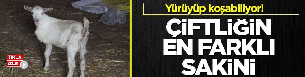 Yürüyüp koşabiliyor! Çiftliğin en farklı sakini