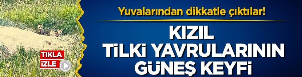 Yuvalarından dikkatle çıktılar! Kars’ta kızıl tilki yavrularının güneş keyfi