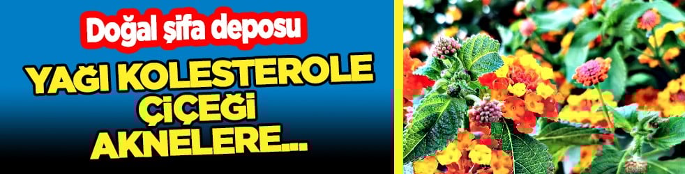 Yüzyıllardır geleneksel tıpta kullanılan... Yağı kolesterole, çiçeği aknelere... Doğadan gelen şifalı bitki