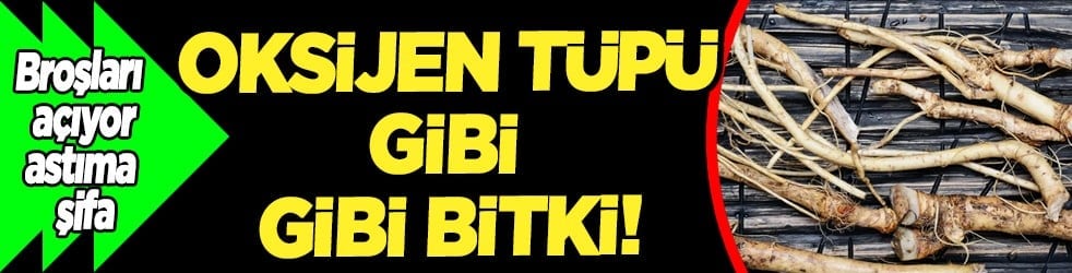 Yüzyıllardır geleneksel tıpta... Oksijen tüpü gibi gibi bitki! Broşları açıyor, astıma şifa