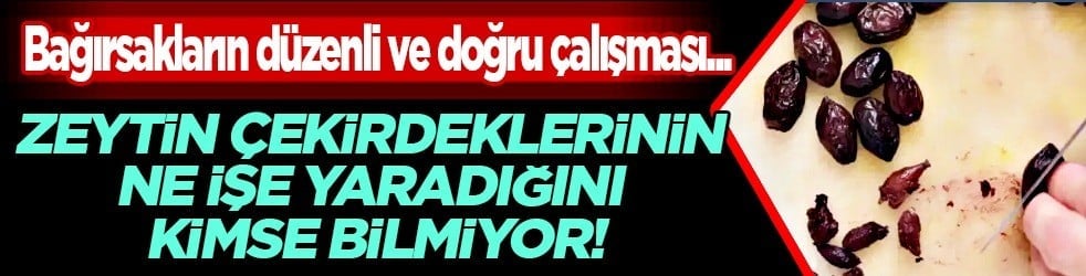 Zeytin çekirdeklerinin ne işe yaradığını kimse bilmiyor: Öyle bir şey yaptı ki... Yıllardır çöpe gidiyor