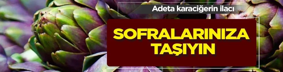 Zeytinyağlı enginarın zorlu hasat mesaisi başladı: Zeytinyağlı enginarlı bahar pilavı yapımı... Karaciğer ilacı