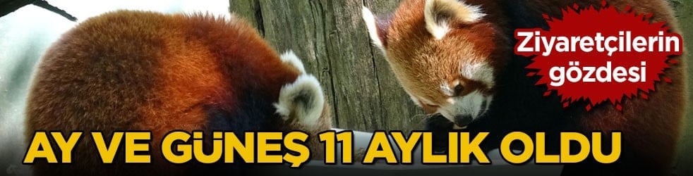 Ziyaretçilerin gözdesi oldular! Ay ve Güneş 11 aylık oldu