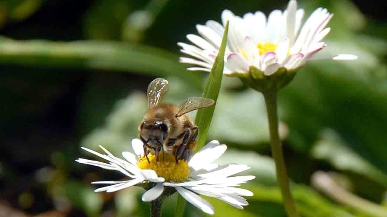 Baharın habercisi ilk cemre geliyor: Tarih ve detaylar netleşti