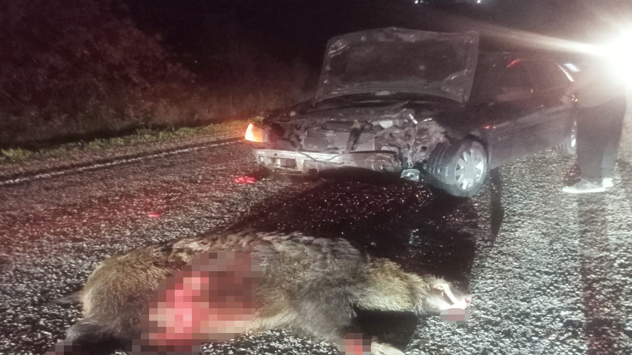 Domuza çarpan otomobil hurdaya döndü: Sürücü yaralandı!