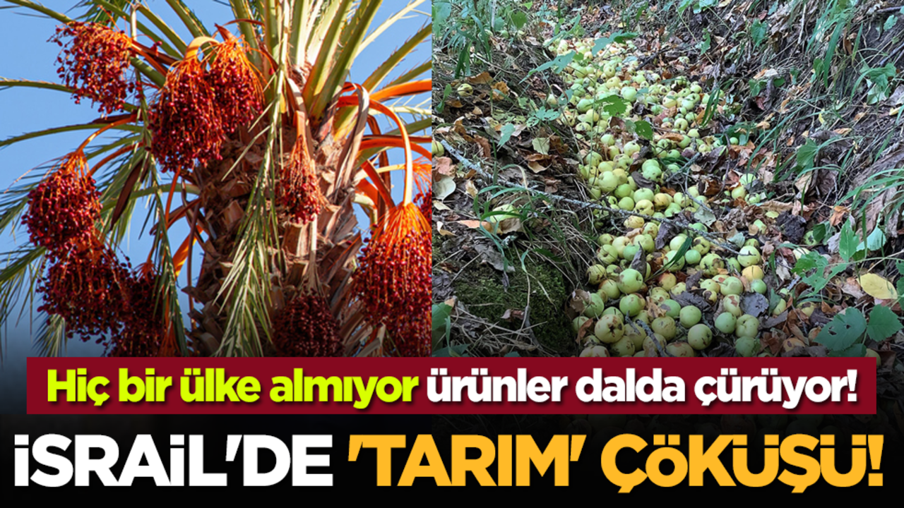 İsrail'de 'tarım' çöküşü! Hiç bir ülke almıyor ürünler dalda çürüyor!