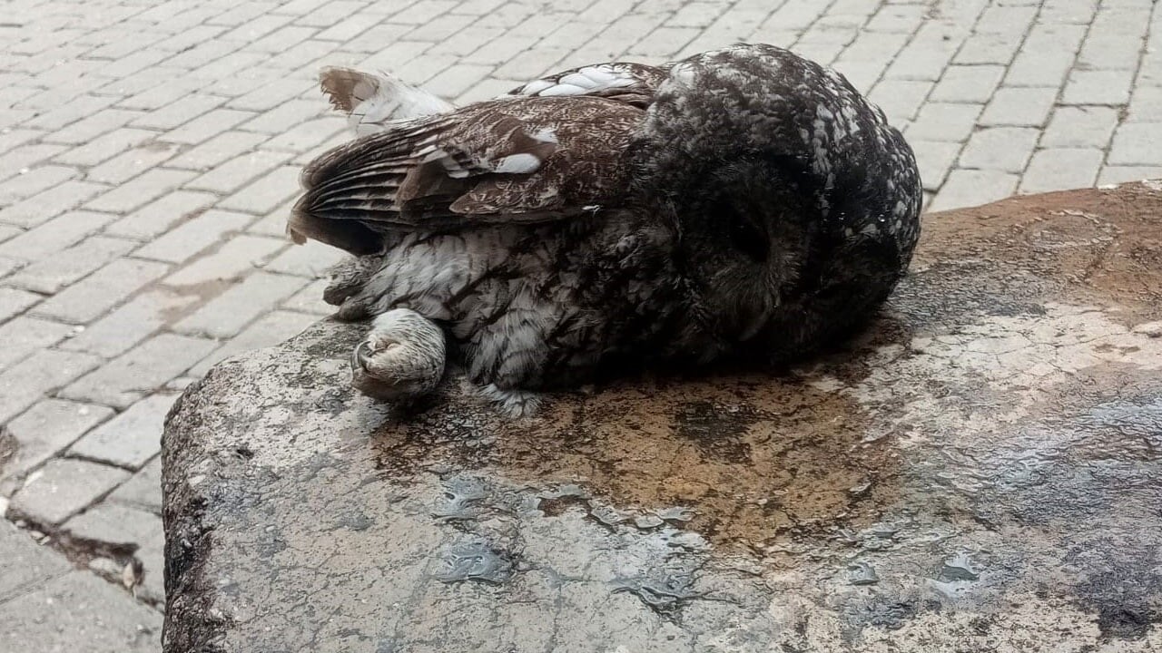 Kahvehane camına çarpan sersem baykuş tedavi altına alındı