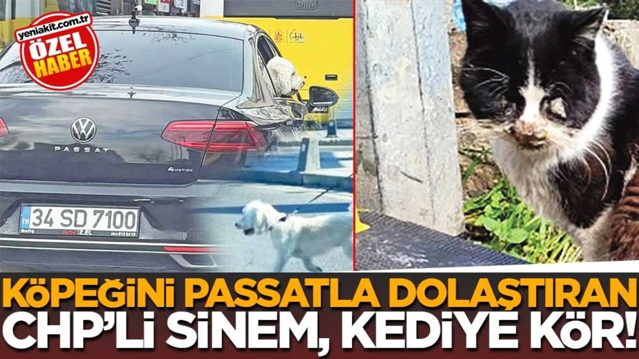 Köpeğini Passatla dolaştıran CHP’li Sinem, kediye kör!