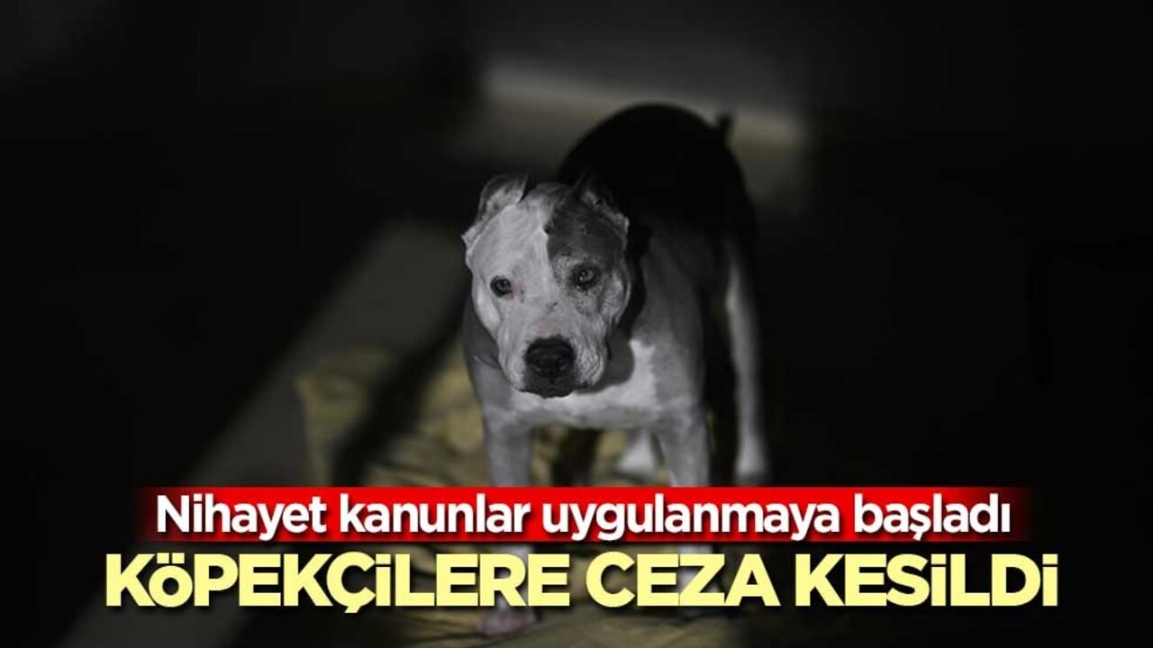 Köpekçilere nihayet hak ettikleri cezalar uygulanmaya başlandı