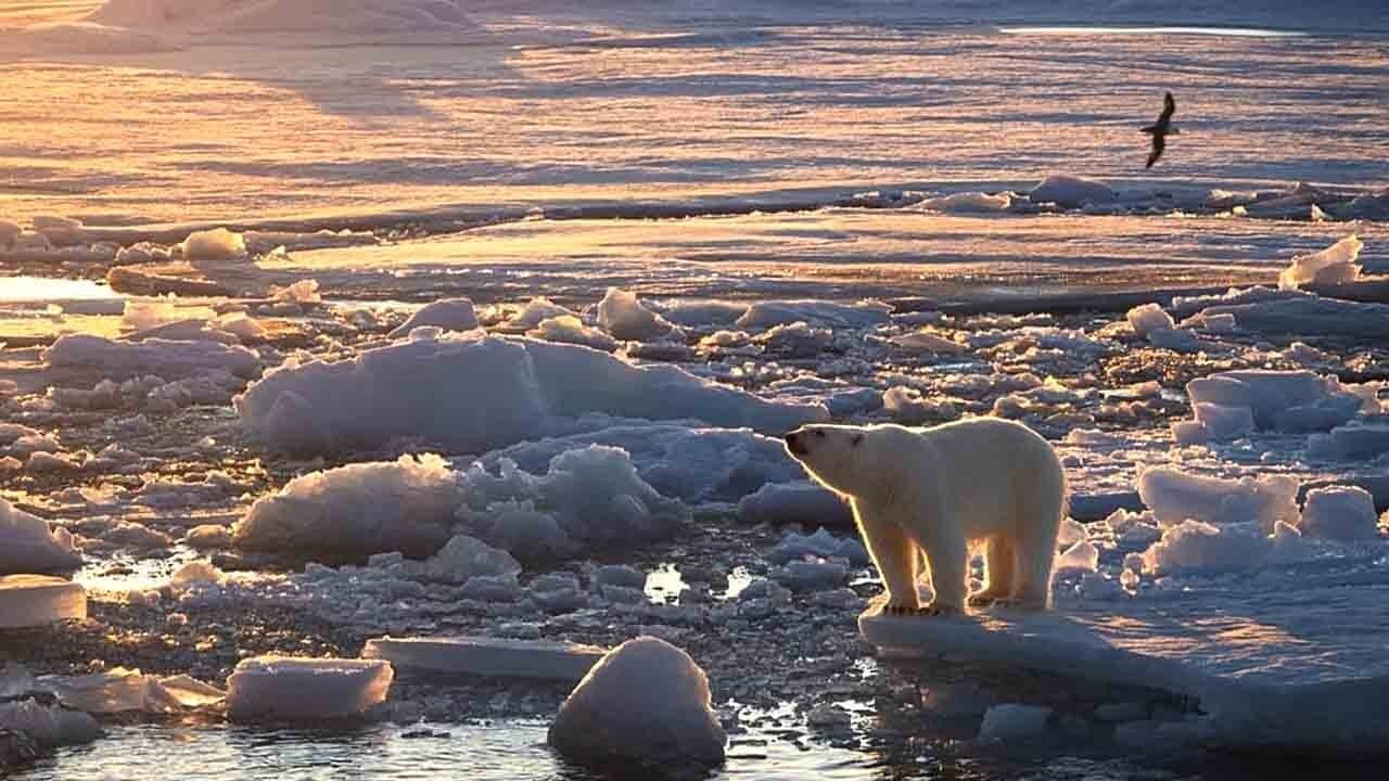 Kutup ayıları için ezber bozan tablo: Svalbard’da buz eriyor, ayılar güçleniyor