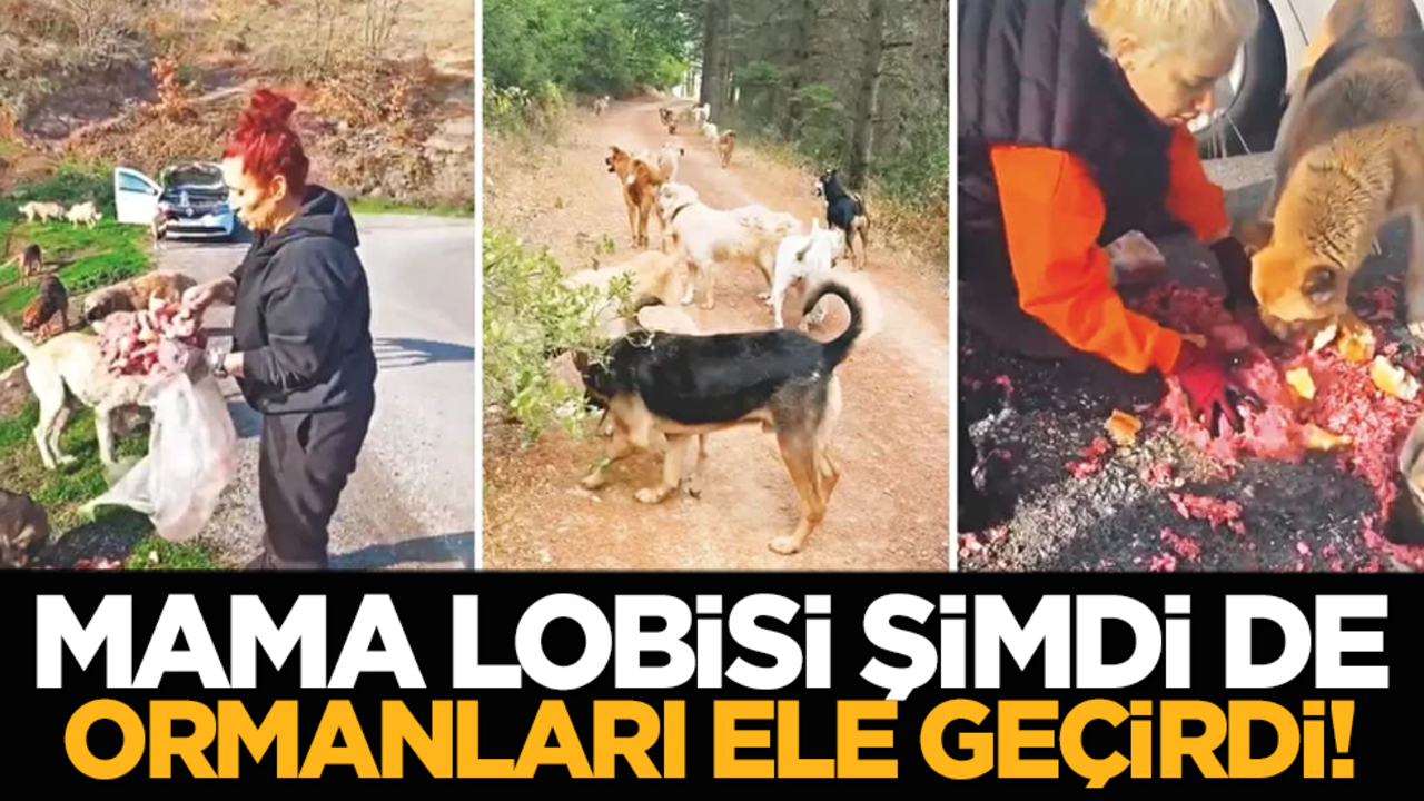 Mama lobisi şimdi de ormanları ele geçirdi!
