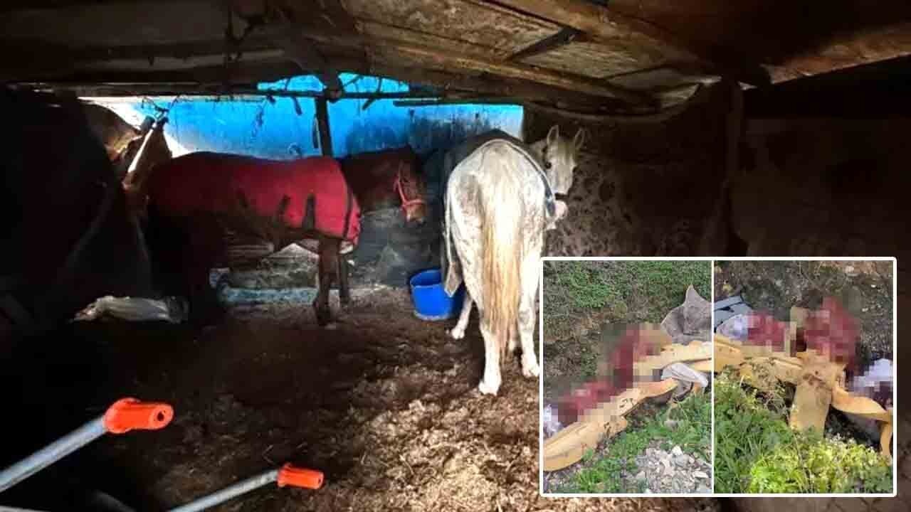 Otoyol kenarında hayvan kemikleri: 2 şüpheli gözaltında, 5 ata el konuldu