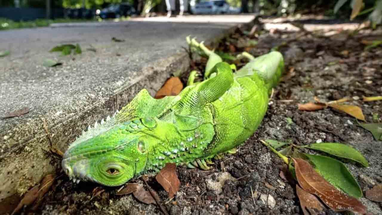 ABD’de soğuk şoku: İguanalar baygın halde ağaçlardan düştü
