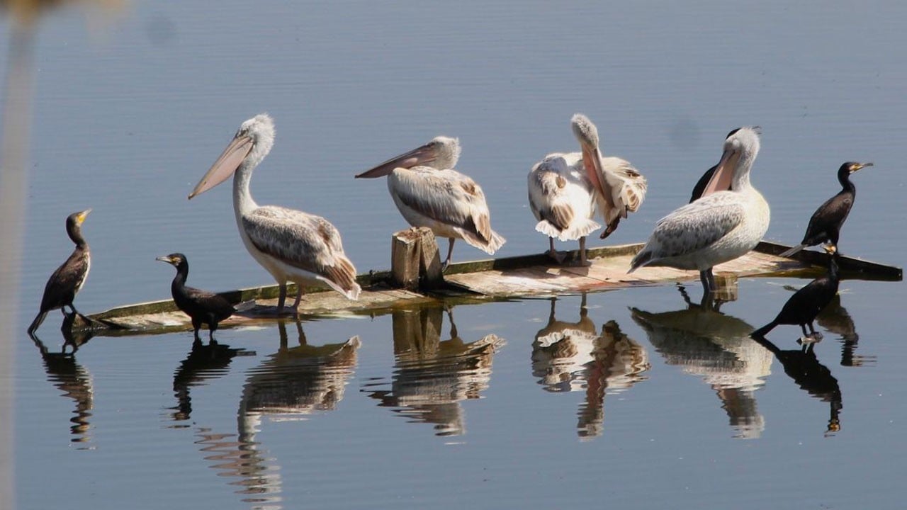 Balıkçıların dikkatiyle son anda kurtarıldı