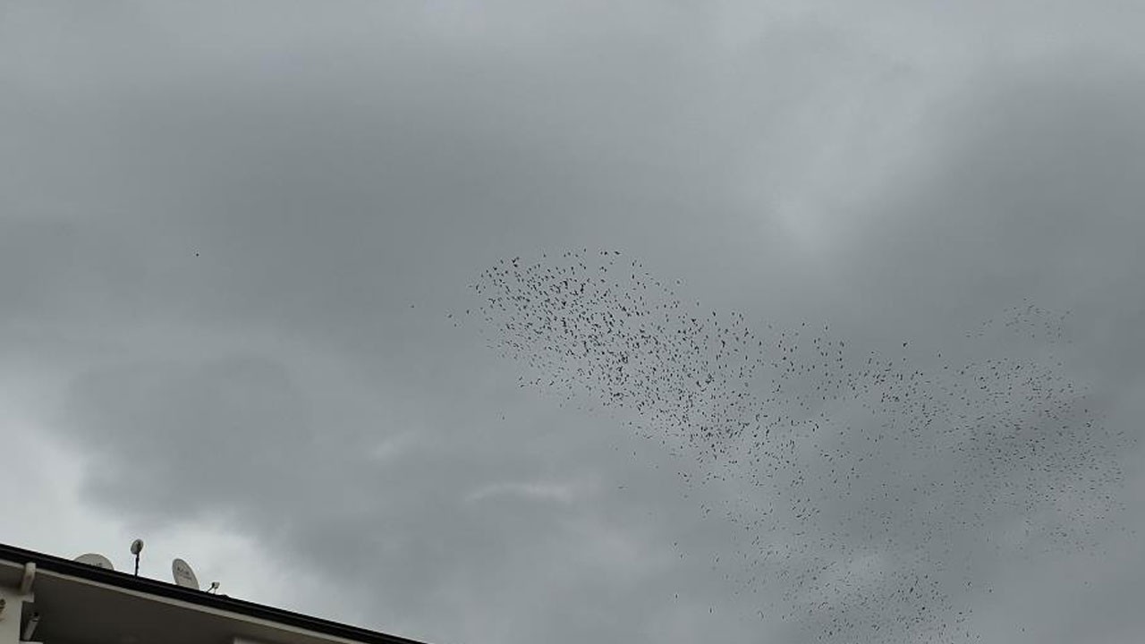 Binlerce kuş havada dans etti