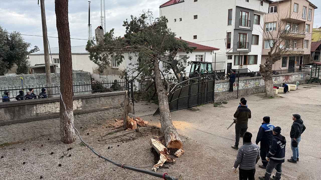 Facianın eşiğinden dönüldü! Okul bahçesinde lodos dehşeti: Dev ağaç bir anda devrildi!