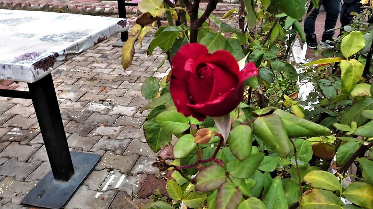 Güller yeniden açtı! Aralık ayında yalancı bahar