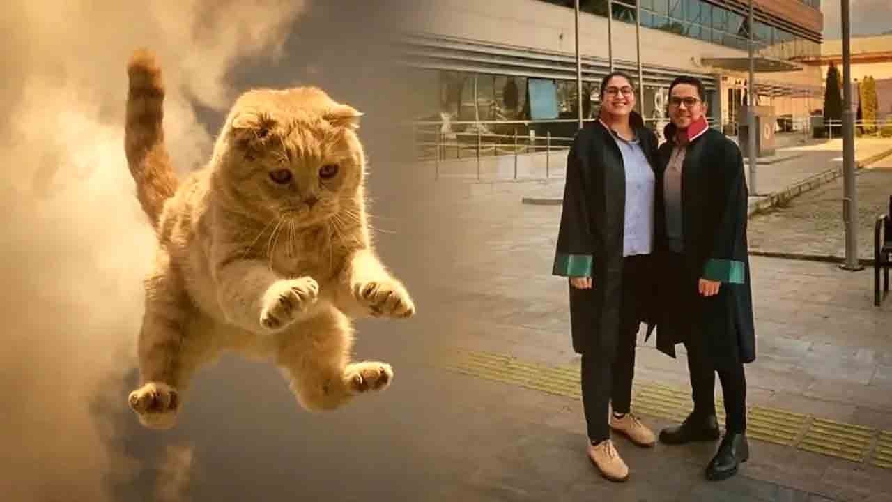 Hastanede tavandan kedi düştü: Hasta 50 bin lira tazminat kazandı