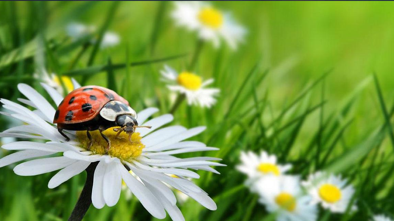 İnsanlık için felaket! Böcekler yok oluyor